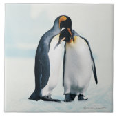 Twee affectionerende pinguïns tegeltje (Voorkant)