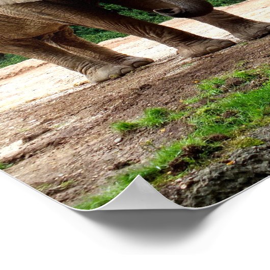 Twee Afrikaanse olifanten Poster (Hoek)