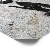 Twee Afrikaanse pinguïns, Boulders Beach, Zuid-Afr Poster (Hoek)