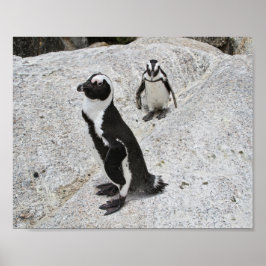 Twee Afrikaanse pinguïns, Boulders Beach, Zuid-Afr Poster