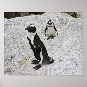 Twee Afrikaanse pinguïns, Boulders Beach, Zuid-Afr Poster