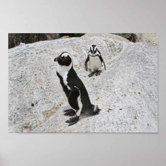 Twee Afrikaanse pinguïns, Boulders Beach, Zuid-Afr Poster (Voorkant)