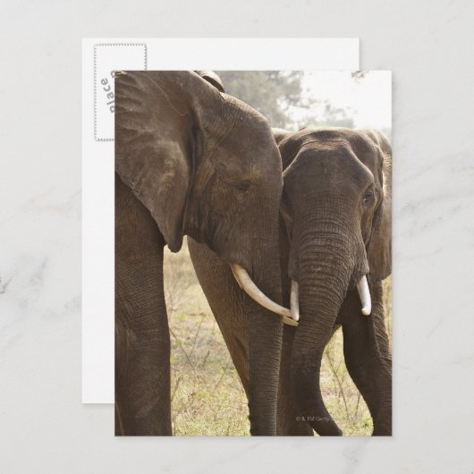 Twee Afrikaanse Struik Olephants (Loxodonta Afrian Briefkaart (Voorkant / Achterkant)