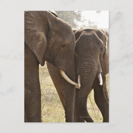 Twee Afrikaanse Struik Olephants (Loxodonta Afrian Briefkaart (Voorkant)