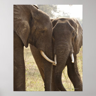 Twee Afrikaanse Struik Olephants (Loxodonta Afrian Poster