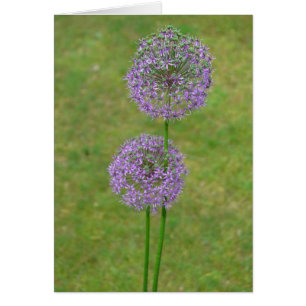 Twee Allium