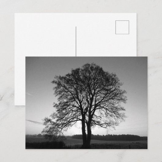 Twee als één: de voorgesneden boom briefkaart (Voorkant / Achterkant)