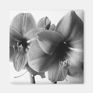 Twee Amaryllis Bloemen Foto Magneet
