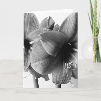 Twee Amaryllis Bloemen Foto Verticale Groet Kaart