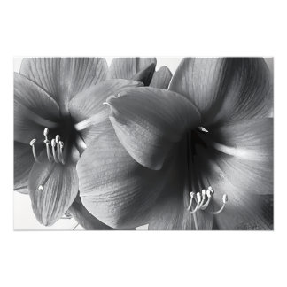 Twee Amaryllis Bloemen Print Foto Vergroting Afdruk