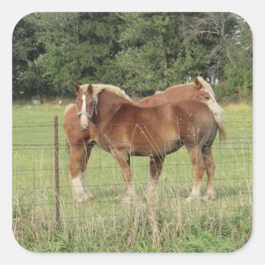 Twee Amber Horses Cute Stickers (Voorkant)