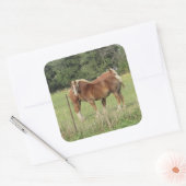 Twee Amber Horses Cute Stickers (Envelop)
