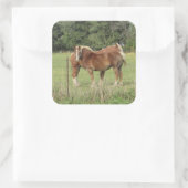 Twee Amber Horses Cute Stickers (Tas)