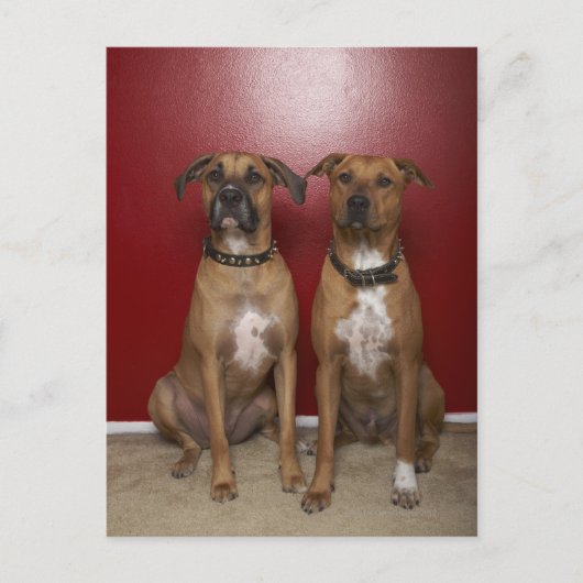 Twee amerikaanse doodsbannen zitten briefkaart (Voorkant)