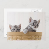 Twee Amerikaanse Shorthair Kittens Briefkaart (Voorkant / Achterkant)