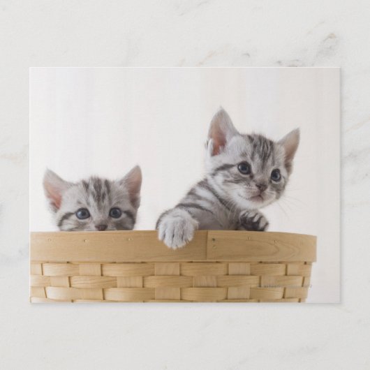 Twee Amerikaanse Shorthair Kittens Briefkaart (Voorkant)