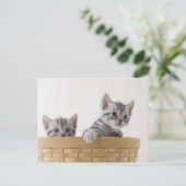 Twee Amerikaanse Shorthair Kittens Briefkaart (Staand voorkant)