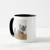 Twee Amerikaanse Shorthair Kittens Mok (Voorkant links)