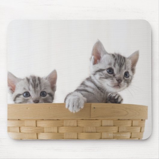 Twee Amerikaanse Shorthair Kittens Muismat (Voorkant)