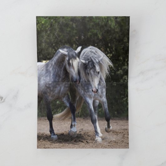 Twee Andalusische hengsten - Paard Wenskaart Kaart (Binnen)