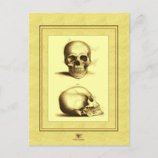 Twee Antiek Skulls Briefkaart