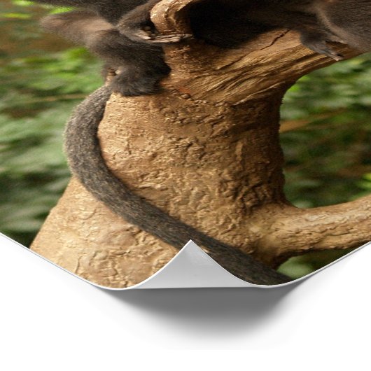 Twee apen in een Afdruk van het Canvas van de Boom Poster (Hoek)