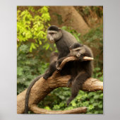 Twee apen in een Afdruk van het Canvas van de Boom Poster (Voorkant)