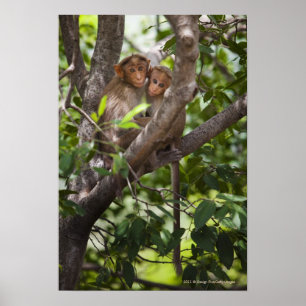 Twee apen in een boom poster