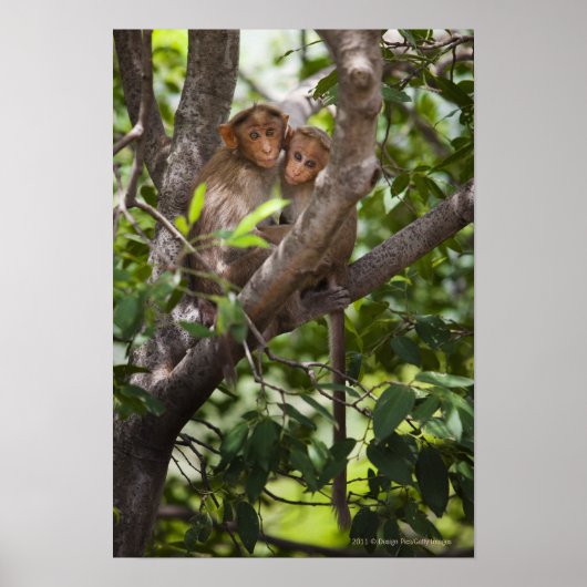 Twee apen in een boom poster (Voorkant)