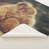 TWEE APEN SHERPA DEKEN (3/4)