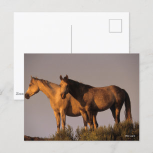 Twee Arabieren die samen het licht van de avond ho Briefkaart