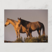 Twee Arabieren die samen het licht van de avond ho Briefkaart (Voorkant)