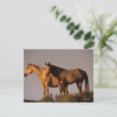 Twee Arabieren die samen het licht van de avond ho Briefkaart (Staand voorkant)