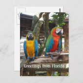 twee ara's of papegaaivogels briefkaart (Voorkant / Achterkant)