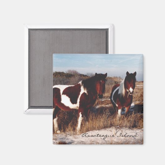 Twee Assateague Wilde Paarden - Magnet (Voorkant / Achterkant)