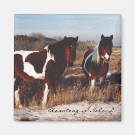 Twee Assateague Wilde Paarden - Magnet