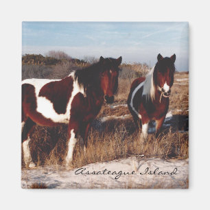 Twee Assateague Wilde Paarden - Magnet