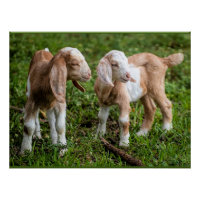 Twee Baby berggeiten