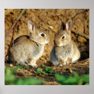 Twee Baby Bunnies Poster