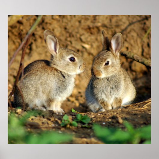 Twee Baby Bunnies Poster (Voorkant)
