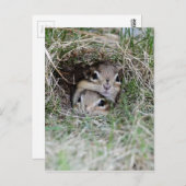 Twee Baby Chipmunks proberen uit de Burrow te kome Briefkaart (Voorkant / Achterkant)