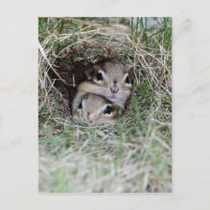 Twee Baby Chipmunks proberen uit de Burrow te kome Briefkaart