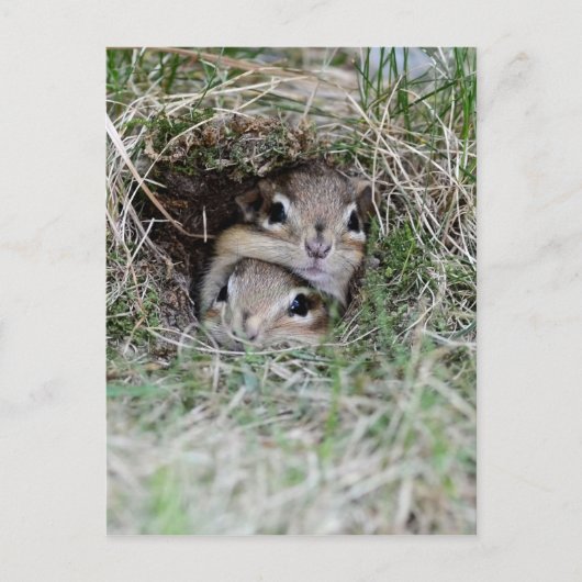Twee Baby Chipmunks proberen uit de Burrow te kome Briefkaart (Voorkant)