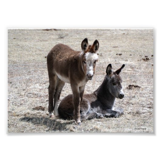 Twee Baby Donkeys 5x7 Foto Afdruk (Voorkant)