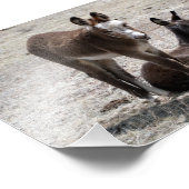 Twee Baby Donkeys 5x7 Foto Afdruk (Hoek)