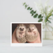 Twee Baby-egel Briefkaart (Staand voorkant)