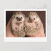Twee Baby-egel Briefkaart (Voorkant)