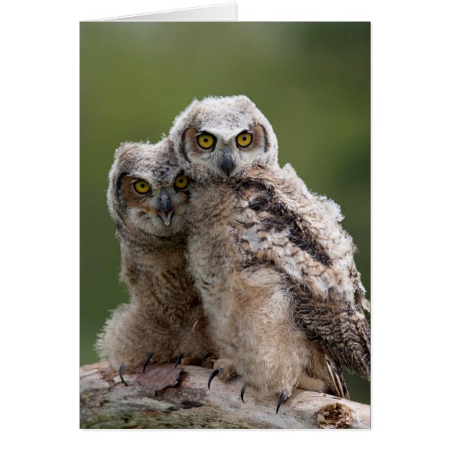 Twee Baby grote paarden (Voorkant)