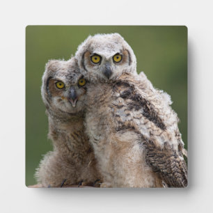 Twee Baby grote paarden Fotoplaat