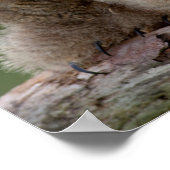 Twee Baby grote paarden Poster (Hoek)